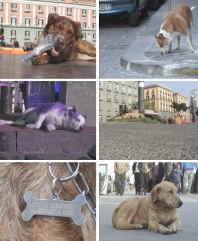 Tue Greenfort, stills from I Cani del Sindaco, 2008, analog film, 41 minutes, looped (courtesy of the artist, Fondazione Morra Greco, Napoli, and Johann König, Berlin)