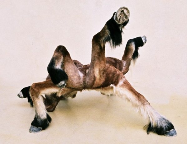 Soutenez le projet d’exposition Homéostasie