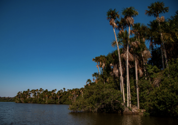 Appel à candidature – Art & Science Residency ON AMAZONIAN FORESTS –  Istituto Svizzero