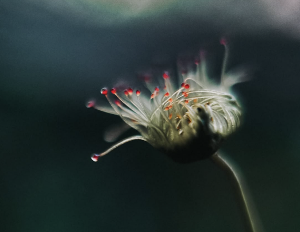 APPEL À CONTRIBUTIONS – SPOTLIGHT: ECOLOGIES