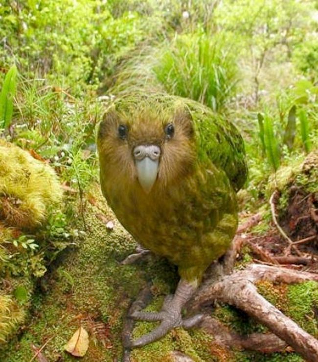 Les grands gagnants du concours photo the world’s rarest birds