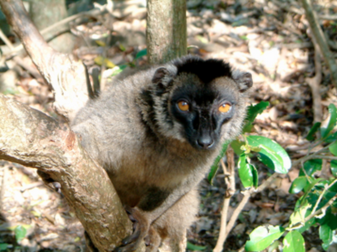 Regard N°48, Regards sur le Maki de Mayotte