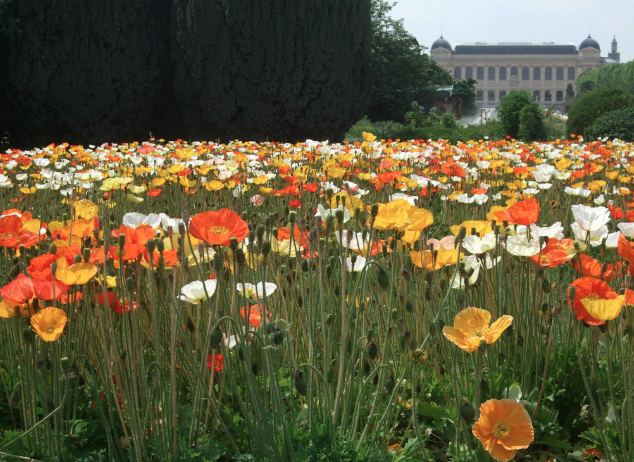 Exposition « Mille et une orchidées » – Cantus Animalis – Jardin des Plantes