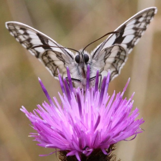 Regards et débats sur la biodiversité : Plateforme de la Société Française d’Écologie