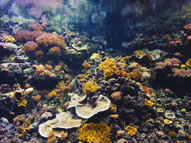 Exposition :  « Corail cœur de vie, Émerveiller pour protéger », Aquarium de Paris