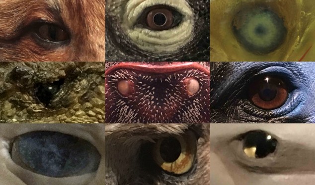 3ème année du Projet Art/Nature : interventions d’artistes au Museum d’Histoire naturelle de Berlin