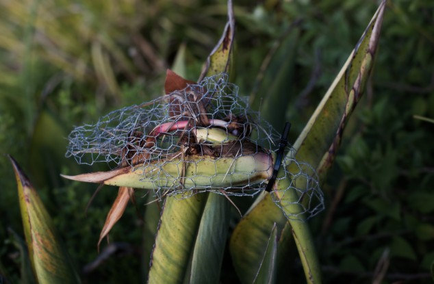 Conférence : le pouvoir des plantes dans l’art contemporain et les sciences de l’environnement