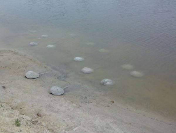 Exposition « 400 Million Years »