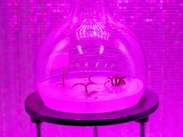 Ateliers Feral Incursions